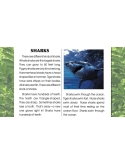 High Interest/Low Vocabulary Reading About AWESOME ANIMALS! Savings Bundle